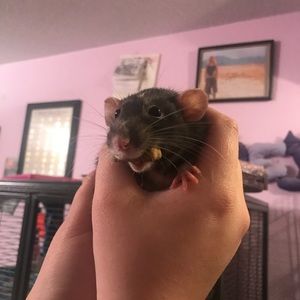 Meet your Posher, Whitney